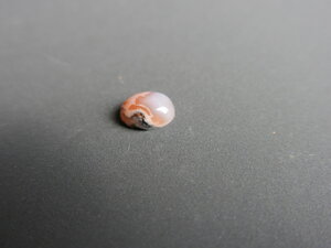 Imatge petita de Caboixó d'àgata 01021