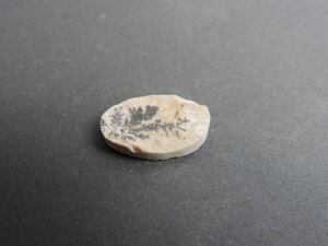 Imatge petita de Drusa pirolusita 01567